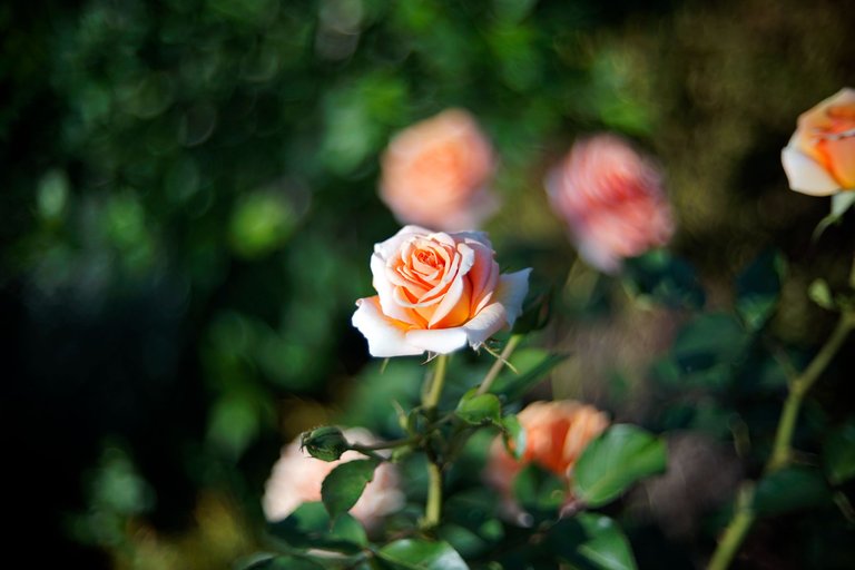 rose biotar 50 pl 2.jpg