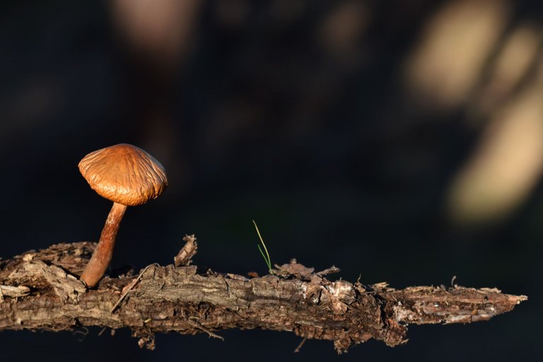 Gymnopilus suberis orange mushroom cork bark 5.jpg