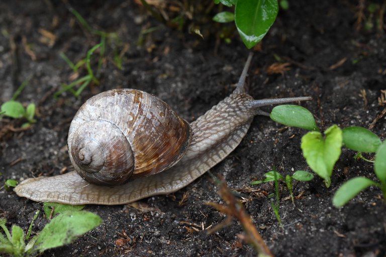 Snail garden moss bench 1.jpg