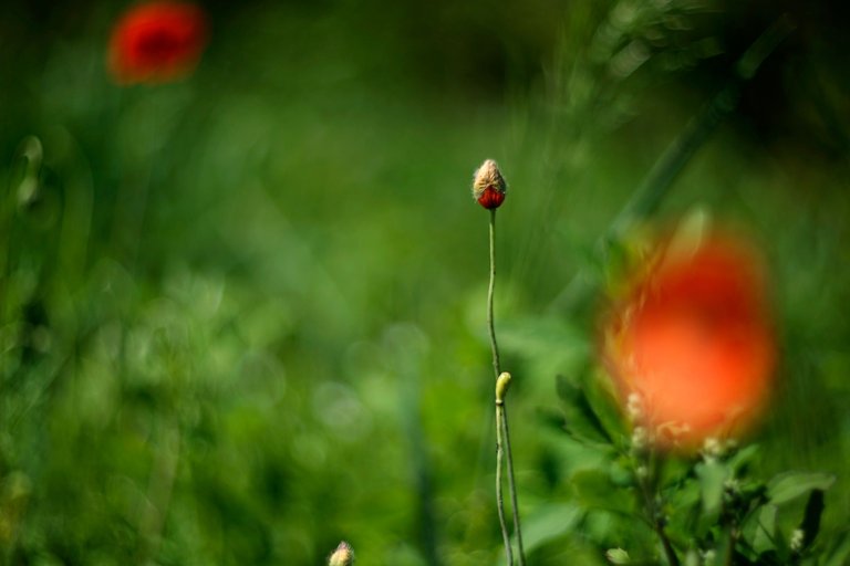 Poppy bud helios bokeh.jpg