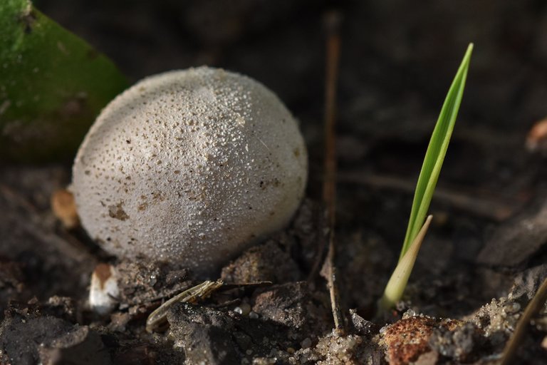 puffball mushroom pl 8.jpg