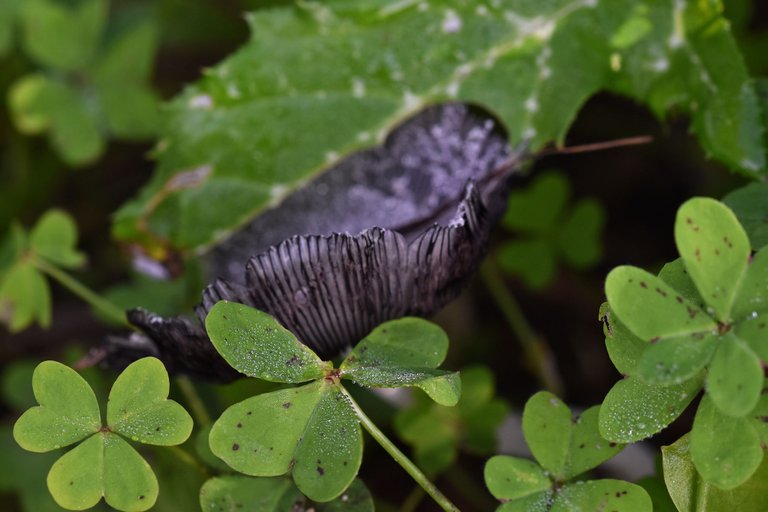 Ink cap clovers.jpg