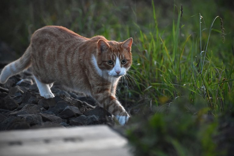 ginger cat tracks 4.jpg