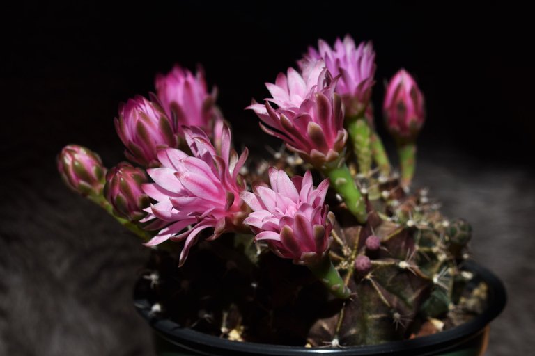 Gymnocalycium Mihanovichii group flower 2021 1.jpg