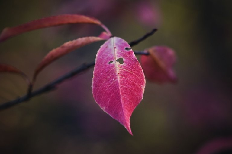 autumn pink leaf pl.jpg
