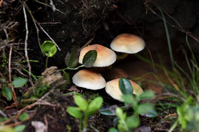 sulphur tuft brown mushrooms group pl 3.jpg