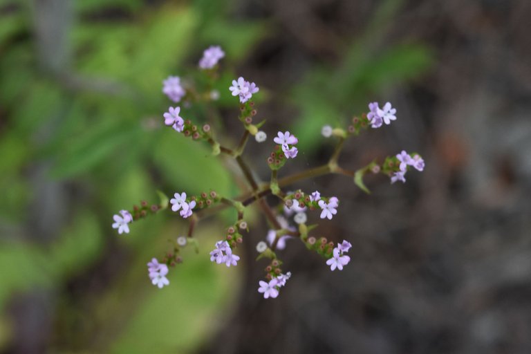 Valerianella dentata 3.jpg