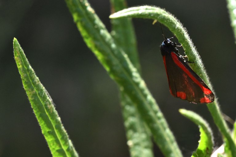 Cinnabar moth 1.jpg