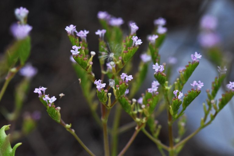 Valerianella dentata 2.jpg