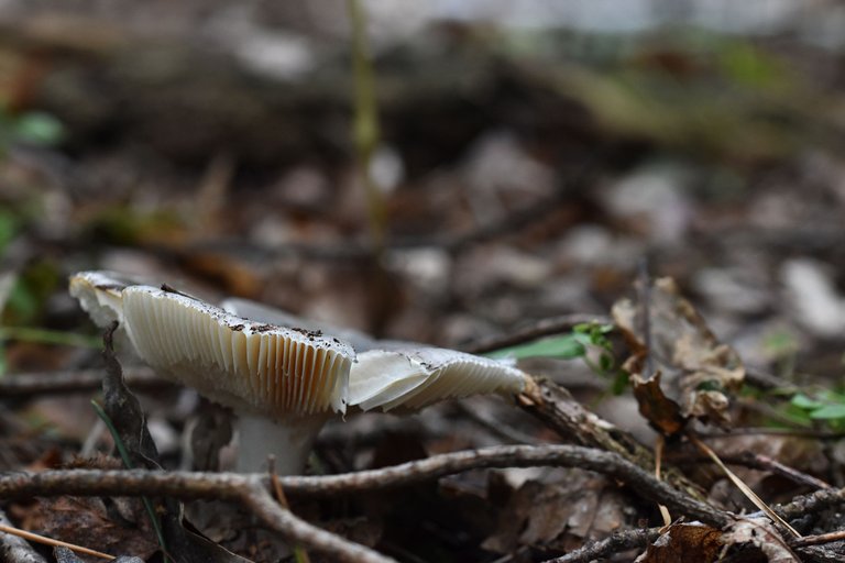 grey mushrooms pl 1.jpg