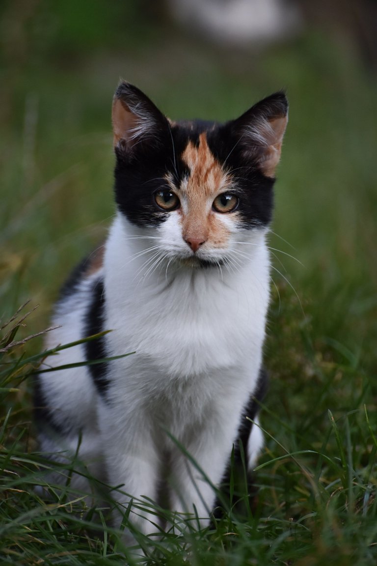 Calico kitty pl 1.jpg