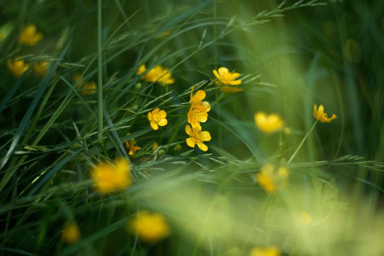 yellow wildflower helios.jpg