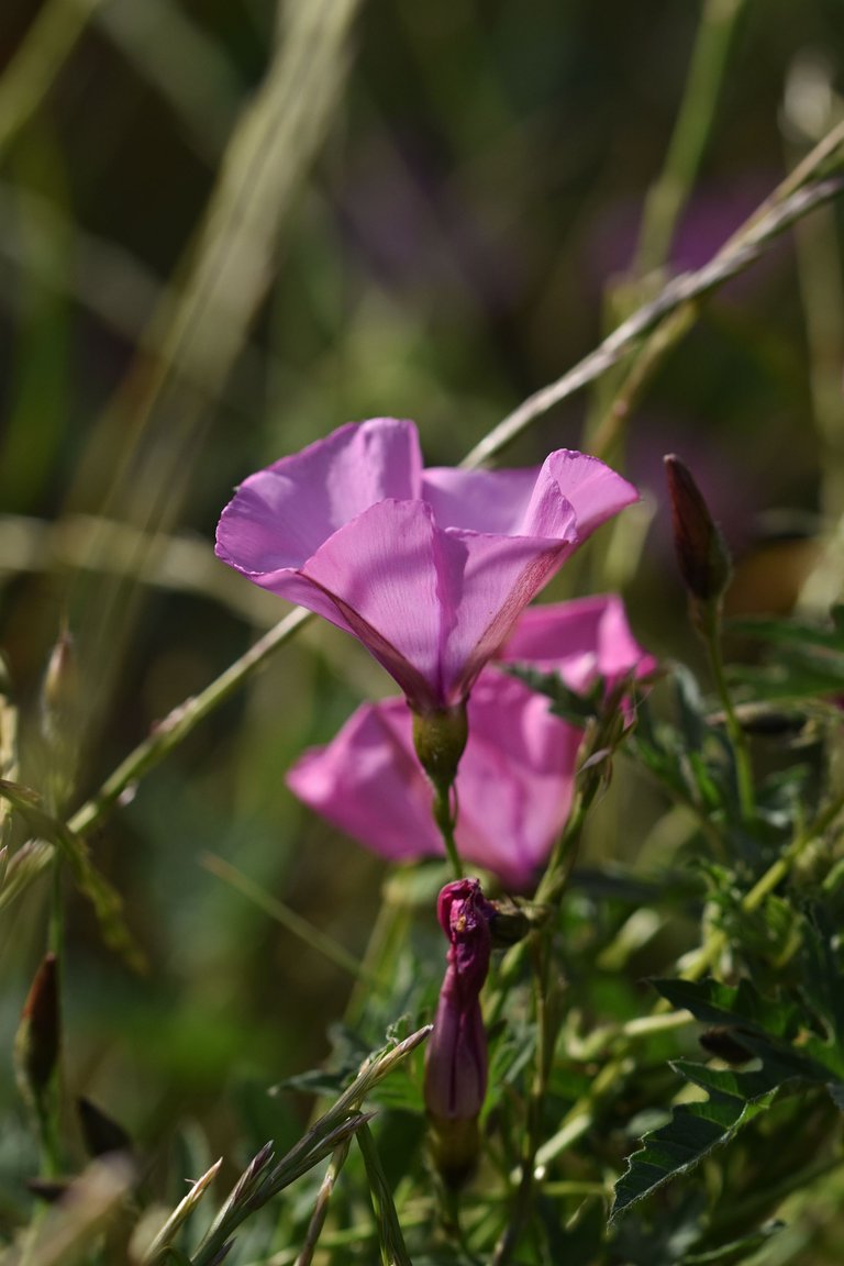 Convolvulus althaeoides pink 16.jpg