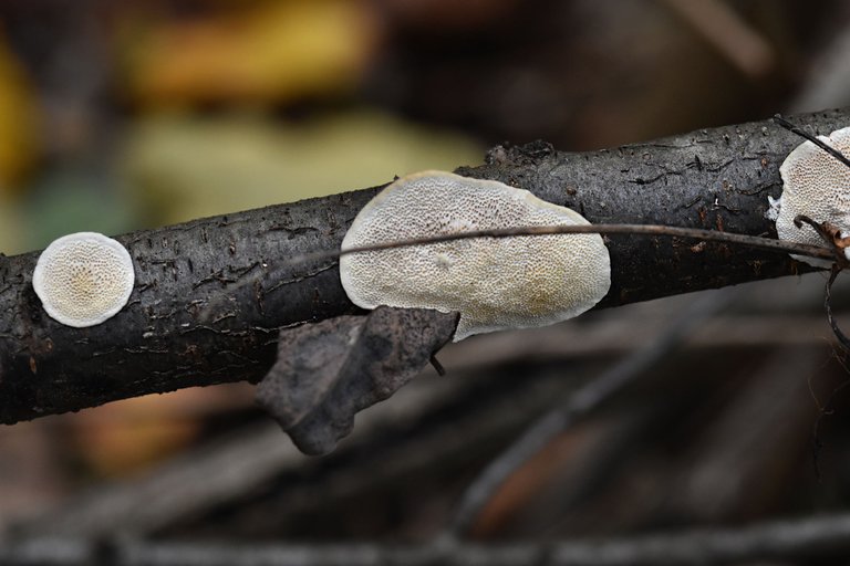 white mushroom stick 8.jpg