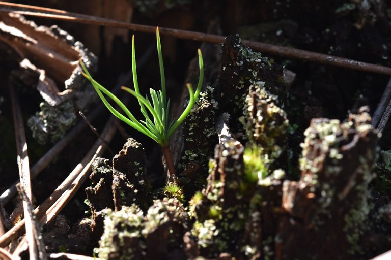 Lichen Cladonia pyxidata old stump 8.jpg