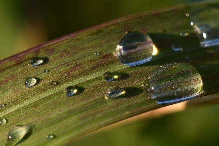 waterdrops sunset pl 1.jpg