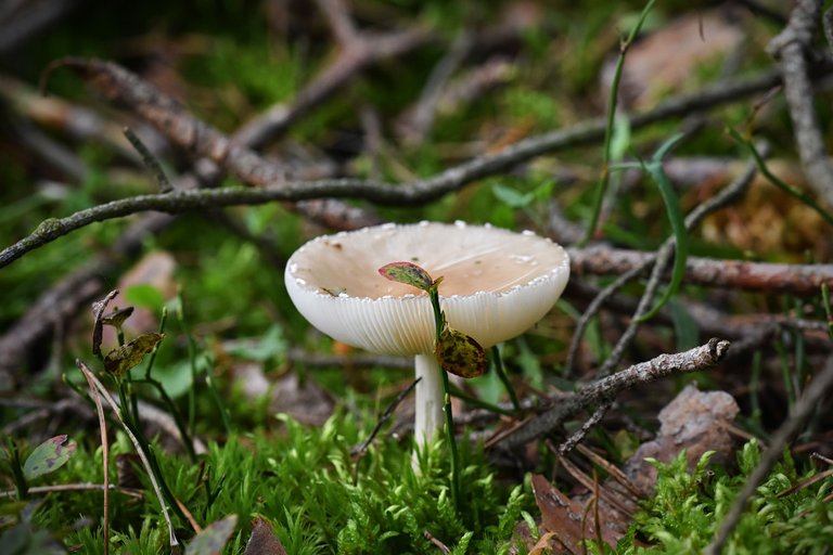 white mushrooms puddle pl 1.jpg