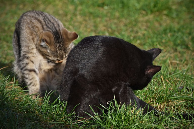 cat bath pl 4.jpg