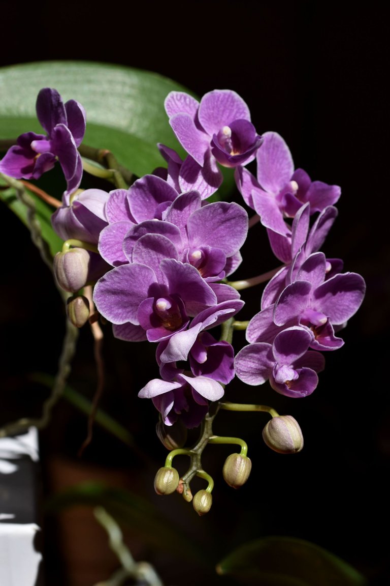 Mini phalaenopsis purple 2023 1.jpg