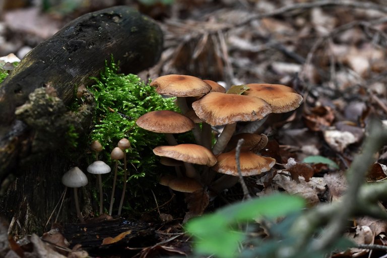 mushrooms rotten stump pl 3.jpg