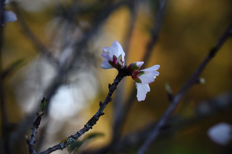 Almond blossom jan  5.jpg