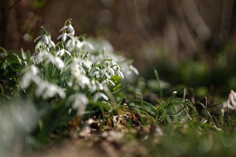 Snowdrops Samyang 8.jpg