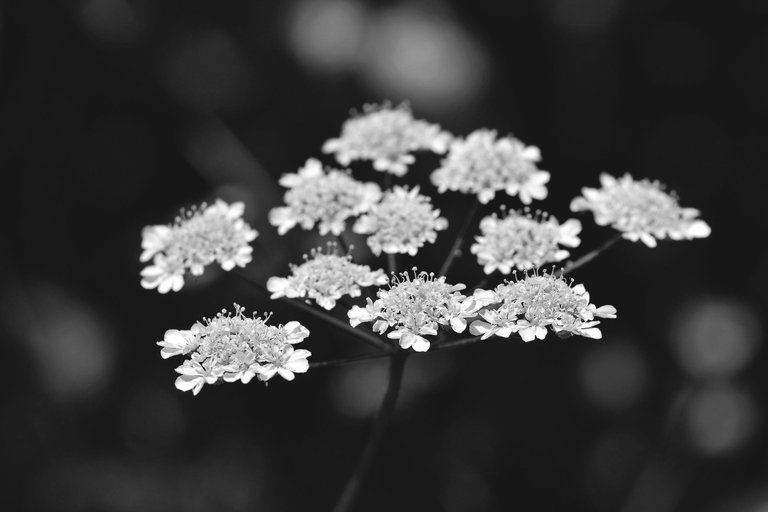 Water Dropwort flower bw 2.jpg