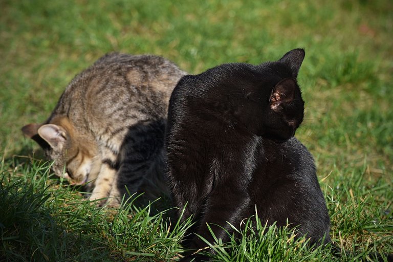 cat bath pl 3.jpg