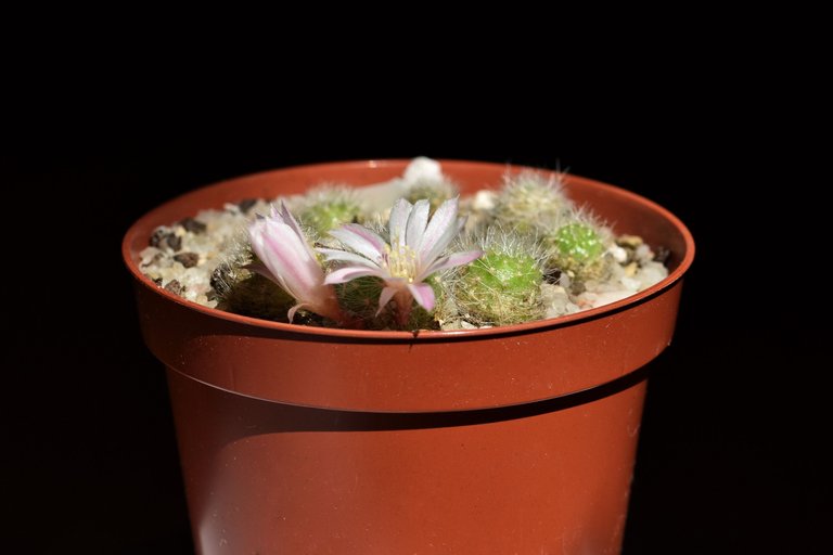 Rebutia Albiflora flower 2021 3.jpg