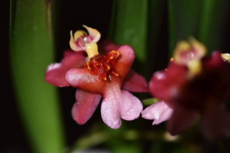 orchid cinnamon twinkle 2.jpg