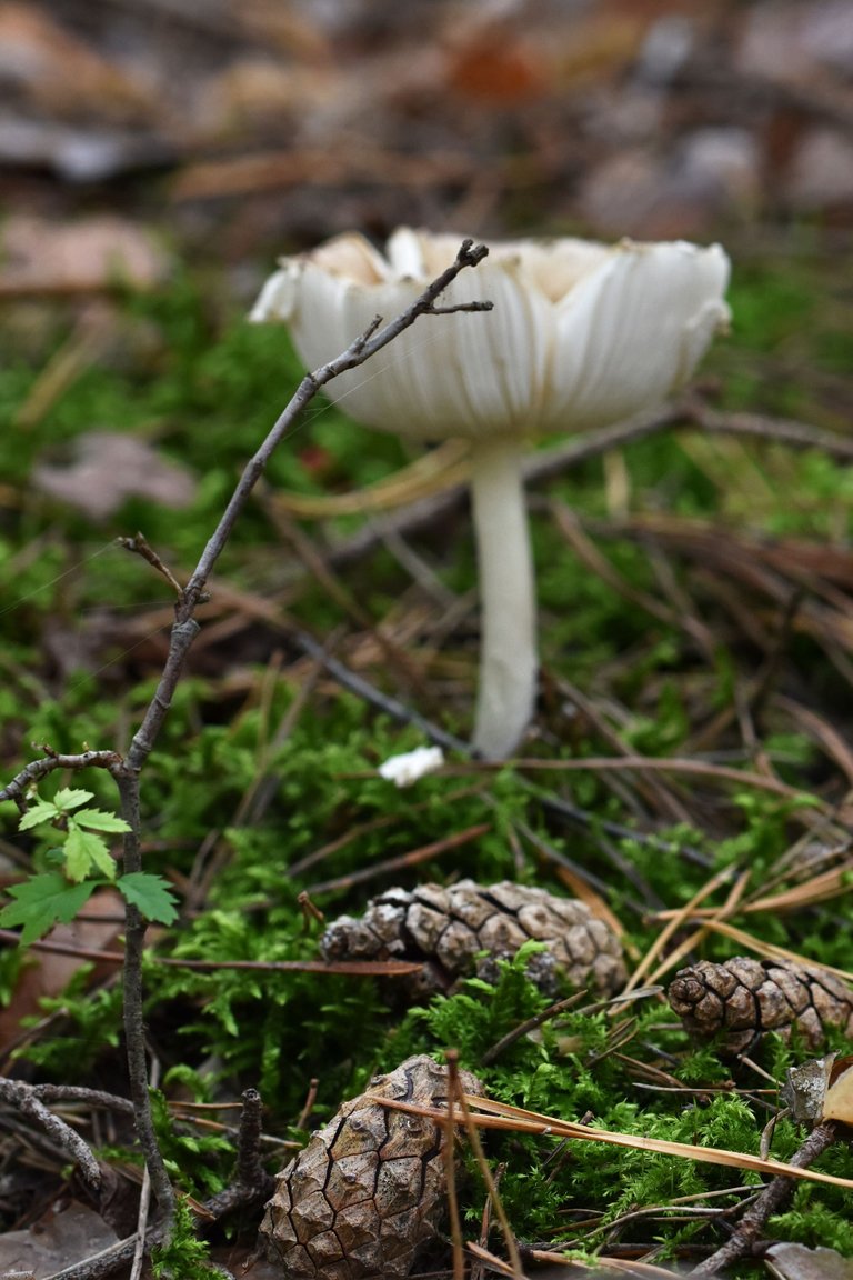 Amanita pantherina pl 2.jpg