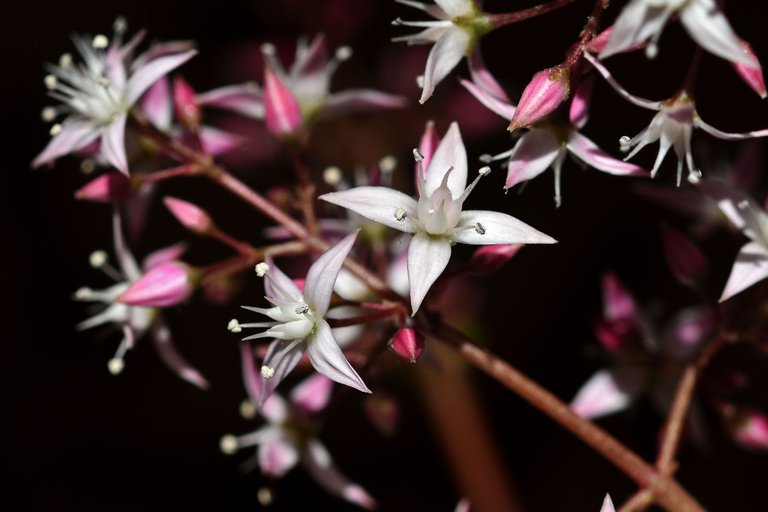 Crassula multicava blooming 2023 3.jpg