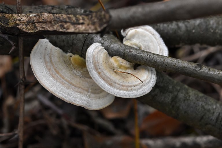 white mushroom stick 10.jpg