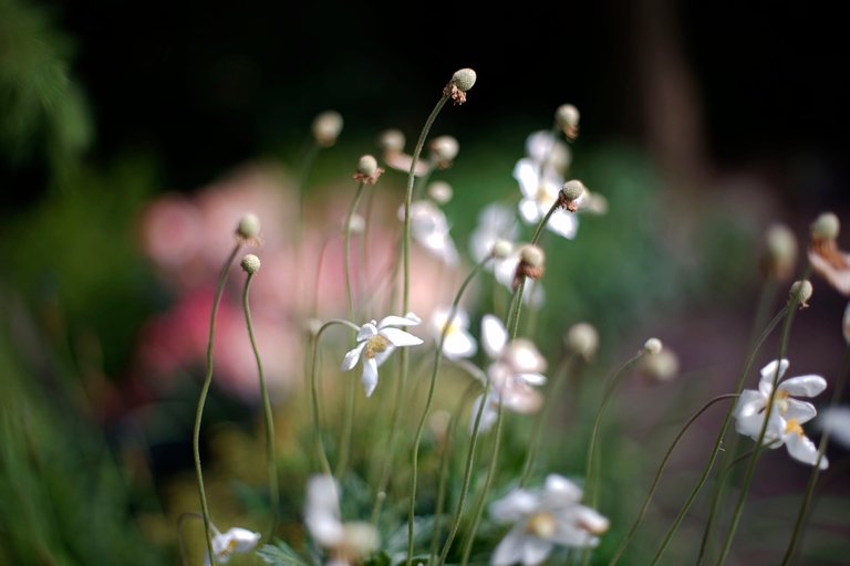 anemones garden takumar.jpg