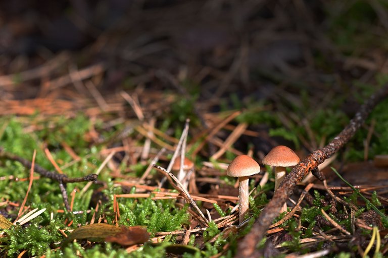 tiny myshrooms pl 2.jpg
