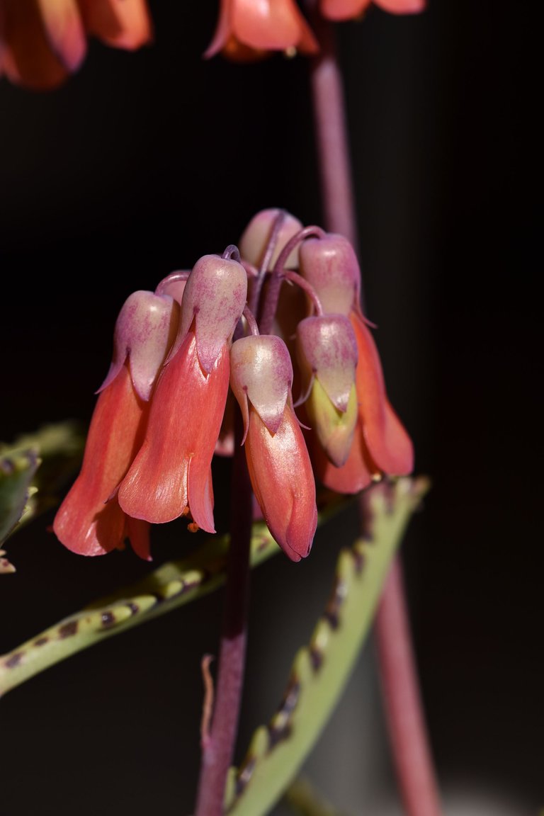 kalanchoe lucky bells 2023 flowers 5.jpg