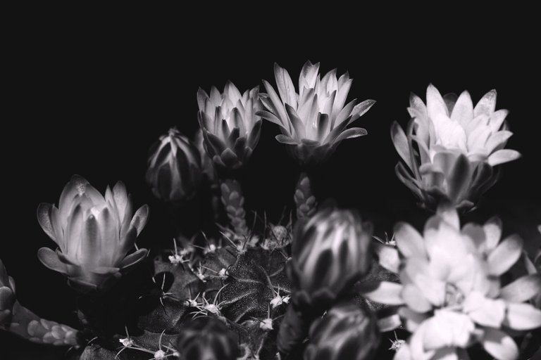 gymnocalycium mihanovichii 2021 bw 3.jpg