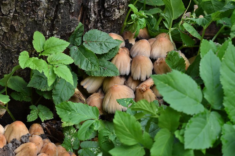 mushrooms applee tree pl 13.jpg