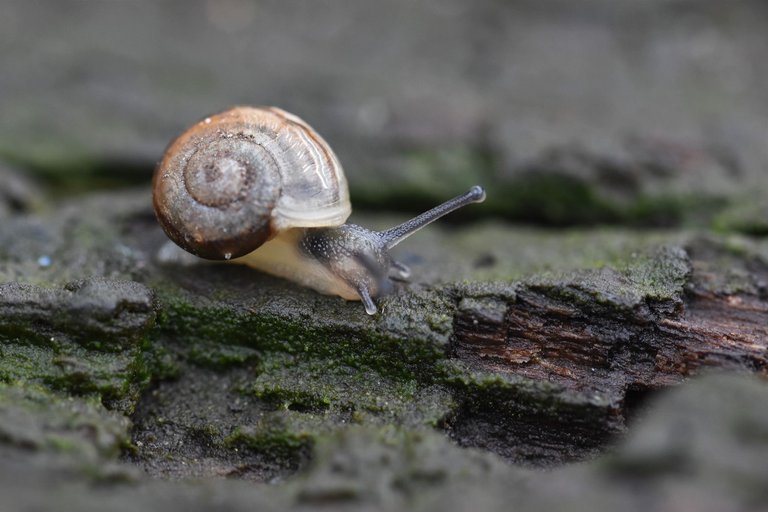 Snail garden moss bench 7.jpg