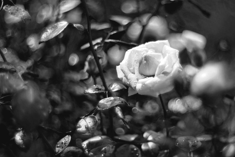 white roses garden pl biotar bw 4.jpg
