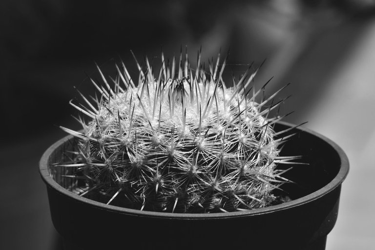 Mammillaria dark tips bw 5.jpg