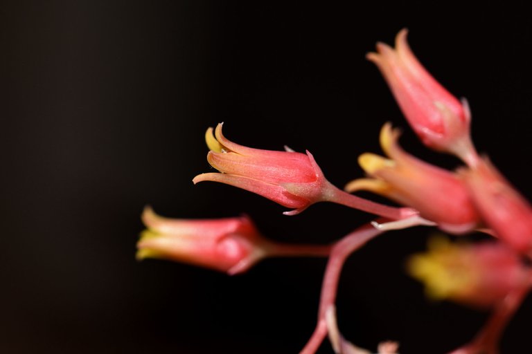 Echeveria Agavoides 2023 5.jpg