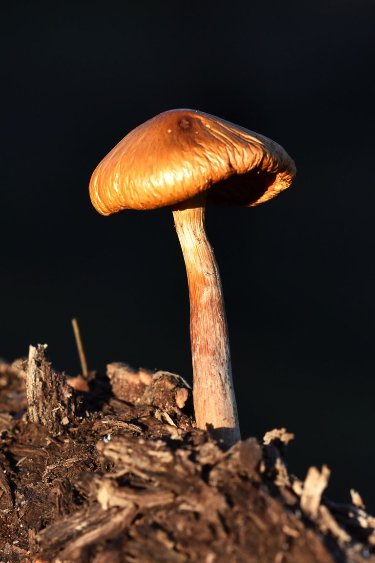 Gymnopilus suberis orange mushroom cork bark 4.jpg