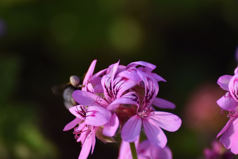 Bumblebee pelargonium 4.jpg