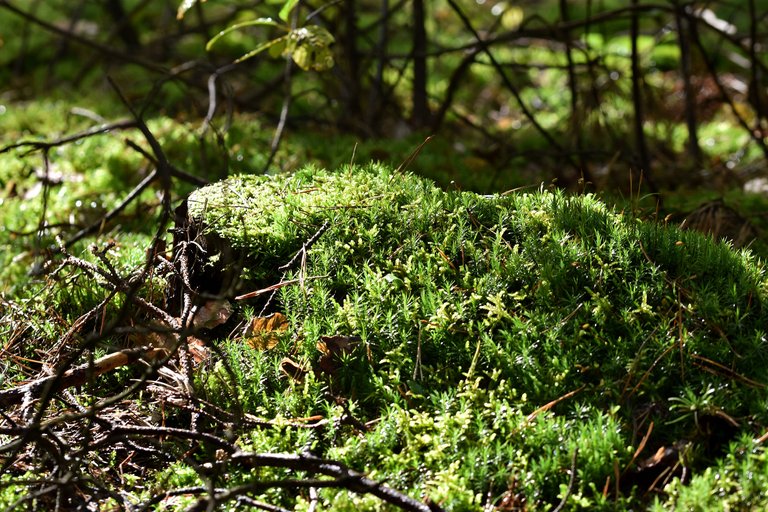 moss mushrooms pl 1.jpg