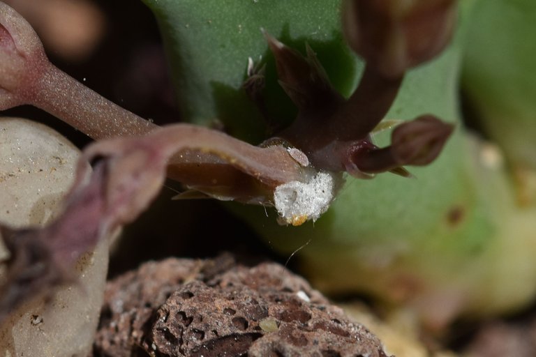 Huernia thuretii flower 2024 10.jpg