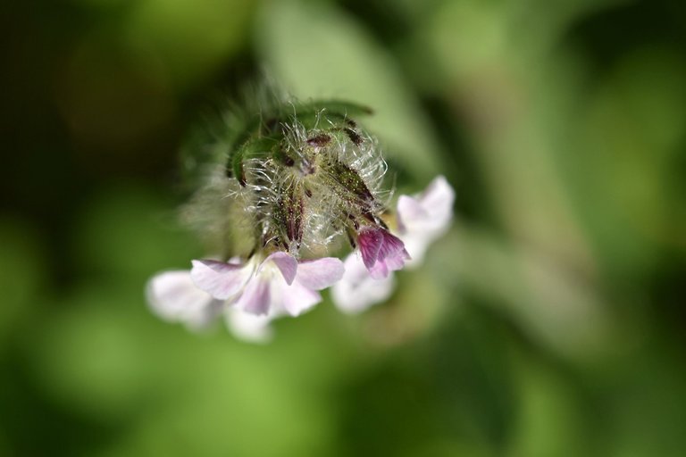 Silene gallica wildflower 5.jpg