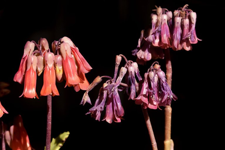 kalanchoe daigremontiana lucky bells 2023 2.jpg