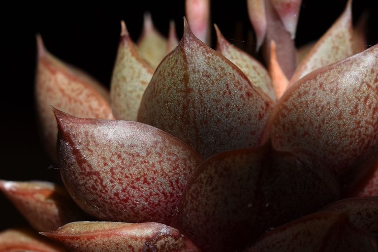 echeveria purpusorum flowers 9.jpg