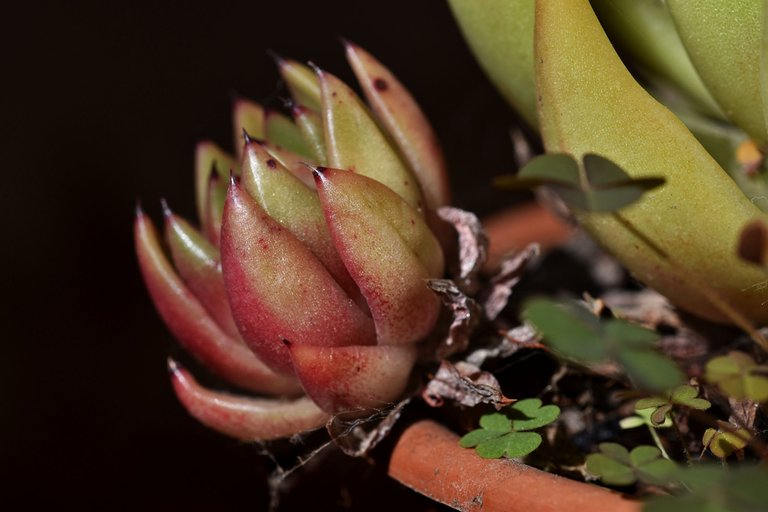 Echeveria Agavoides 2023 8.jpg